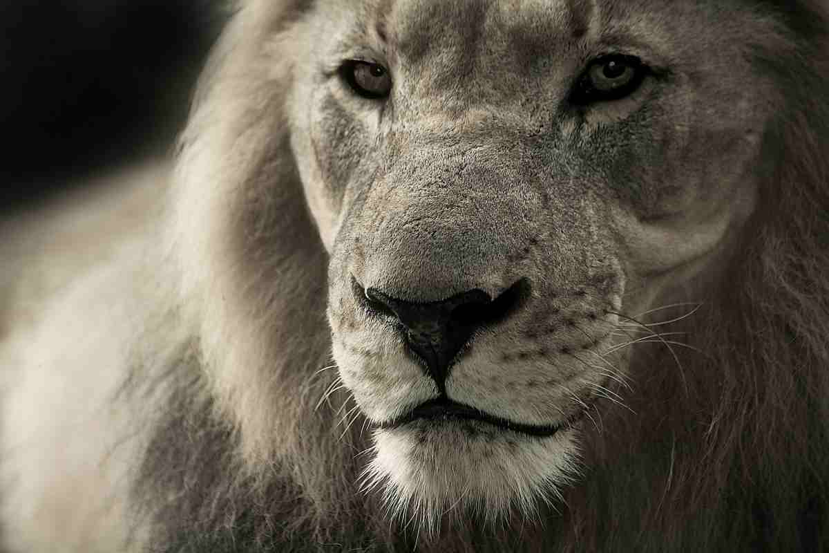 quanto è difficile avere una relazione con uno del segno del leone?